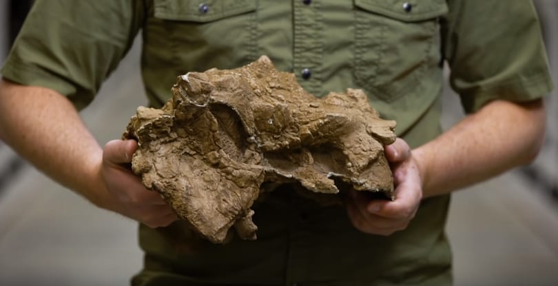 Tíz év után sikerült azonosítani a csonttüskés páncélú dinoszauruszt