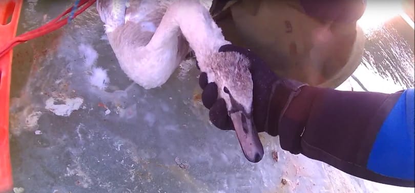Speciális mentők szabadították ki a Tisza jegébe fagyott hattyút - videó