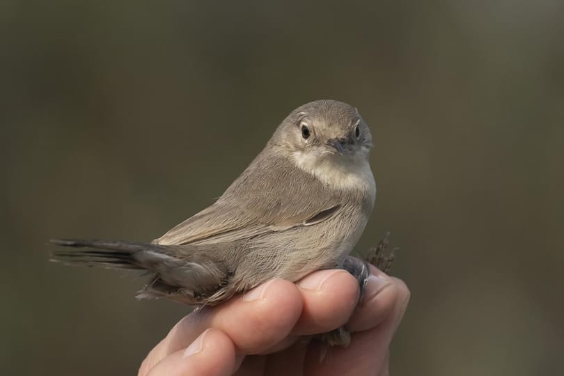 Eddig nem látott madárfaj bukkant fel Szegeden