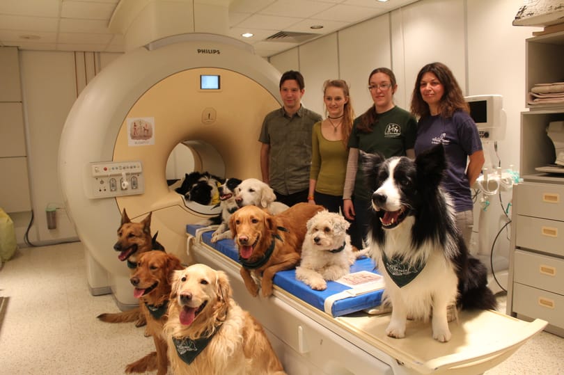 Beengedtek 13 kutyát az MRI berendezésbe, érdekes dologra jöttek rá az ELTE kutatói