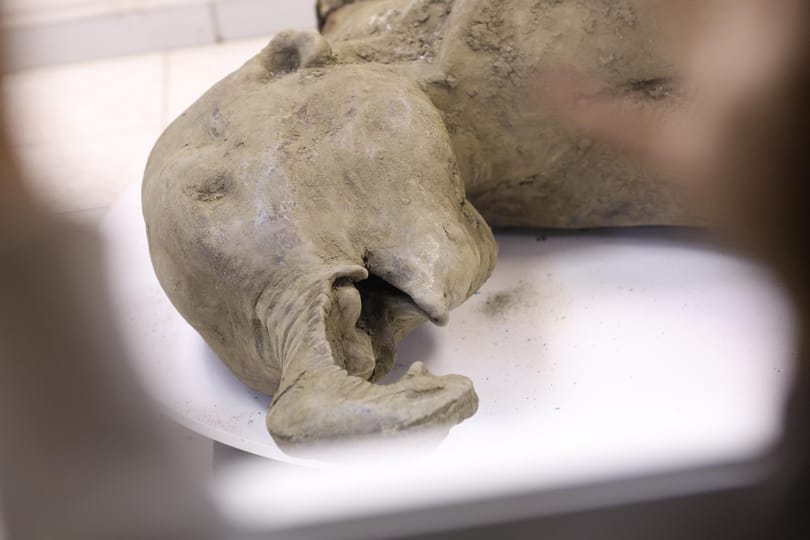 Olyan mamuttetemet találtak, mint korábban soha