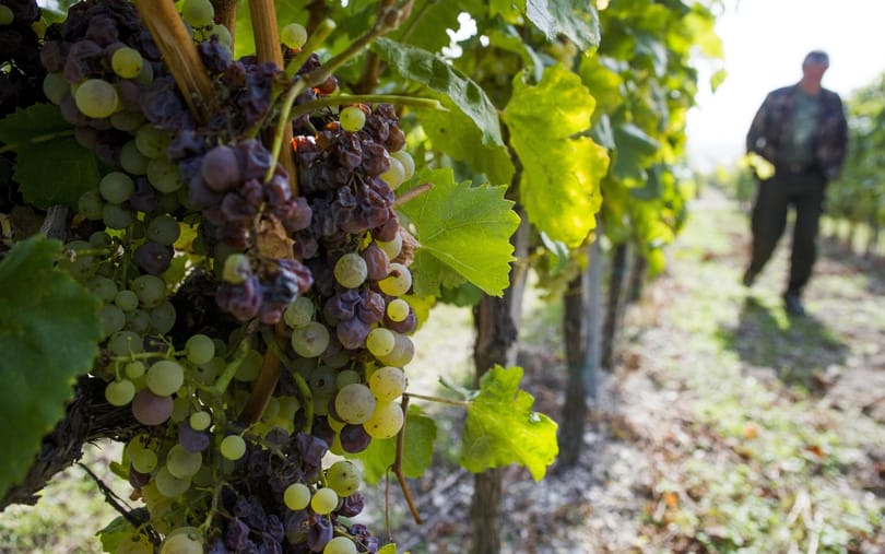 A nagy tokaji borpancsolás története