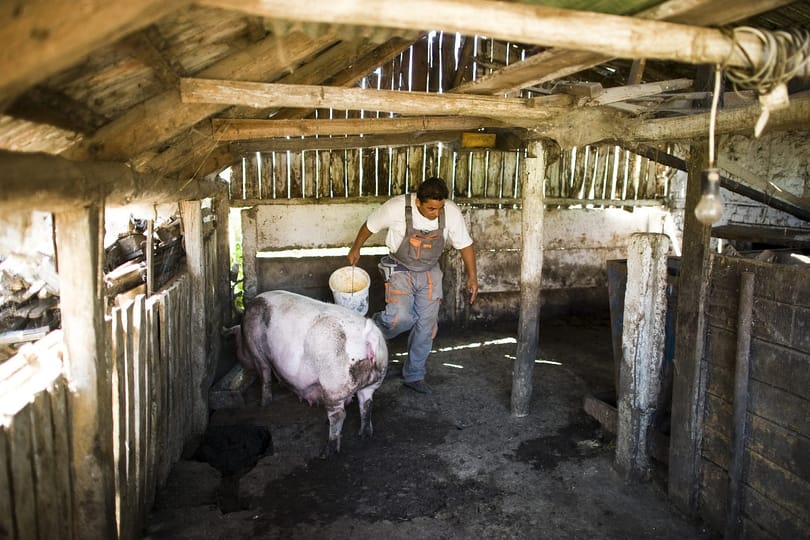 Sokkal kevesebb disznót tartanak a kistermelők
