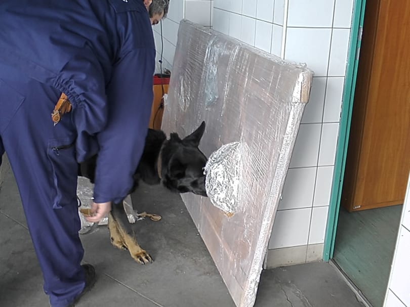 Szolgálati kutyákat keres a rendőrség