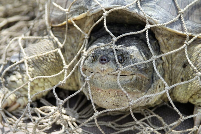 Fotó a Veresegyházon fogott veszélyes teknősről