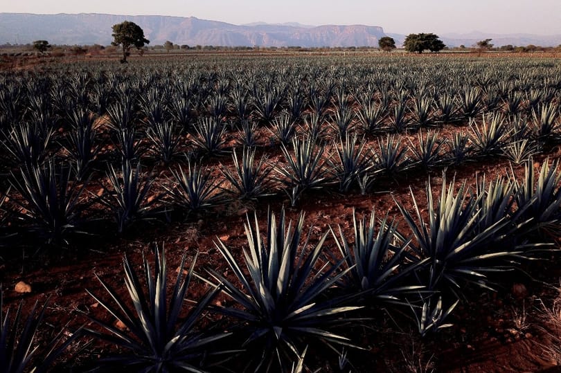 Tequila mellett kézfertőtlenítő is készülhet agávéból