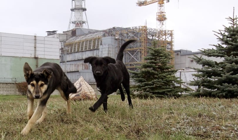 A csernobili atomkatasztrófa közelében élő kutyáknak „szupererejük” lett a mutációnak köszönhetően