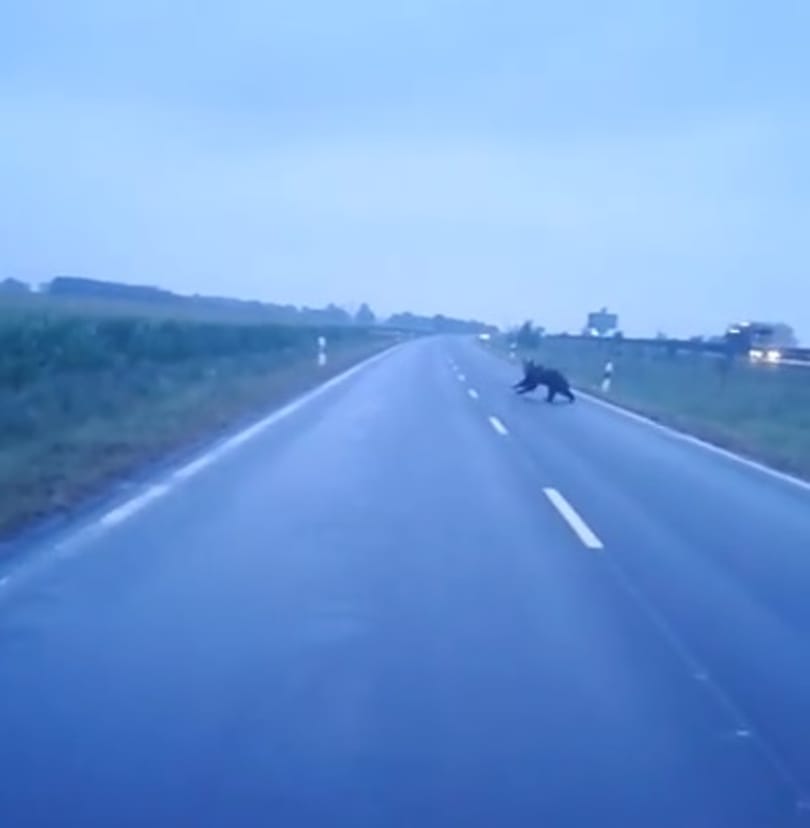 Átfutott a medve az úton Makónál, majd eltűnt a kukoricásban – videók