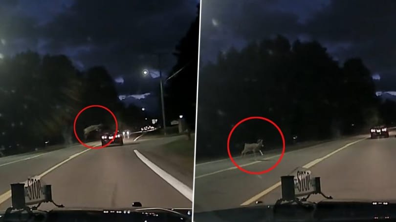 Könnyedén átugrotta a szarvas az érkező autót – videó