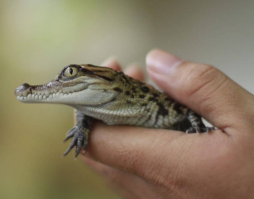 A nap képe: sziámi krokodil született Laoszban