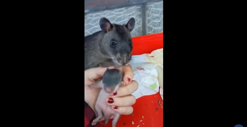Ma már nem lesz cukibb a kölykét büszkén mutató patkányanyánál - videó