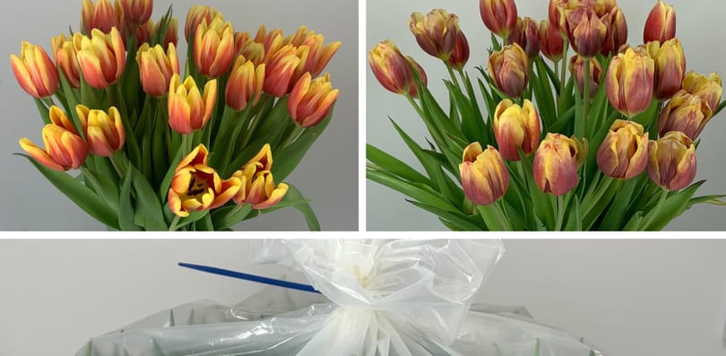Kitalálták a csomagolást, amely víz nélkül is 28 napon át tartja frissen a tulipánokat