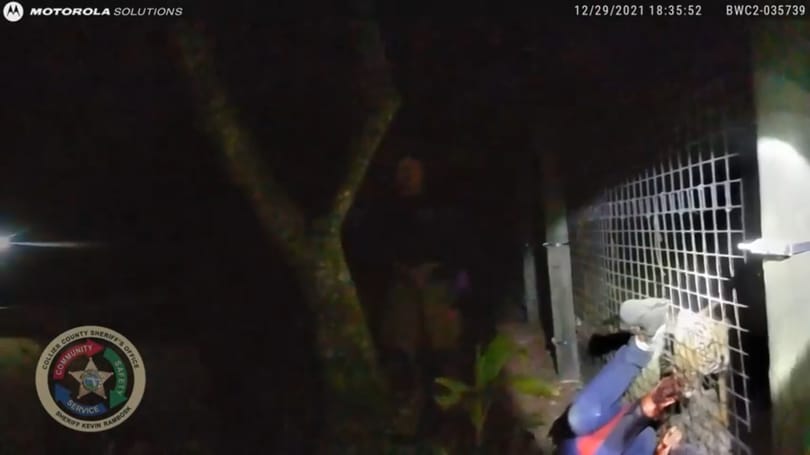 Videón, ahogy meglövik a takarítóra támadó tigrist