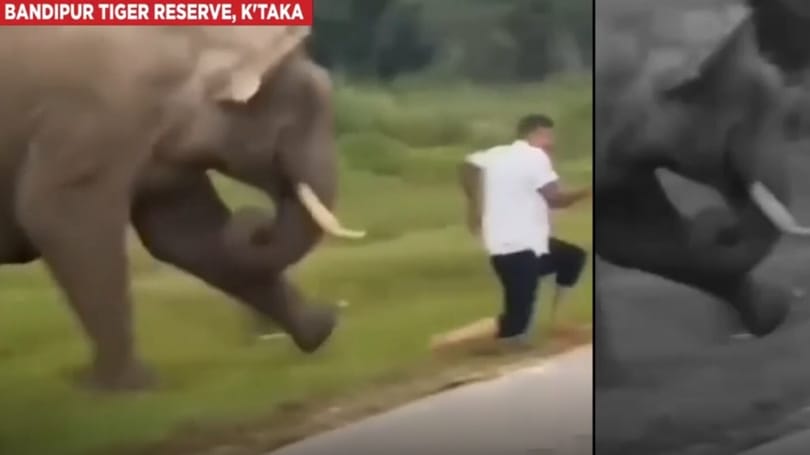 Videóra vették, ahogy megtaposott egy elefánt egy turistát Indiában
