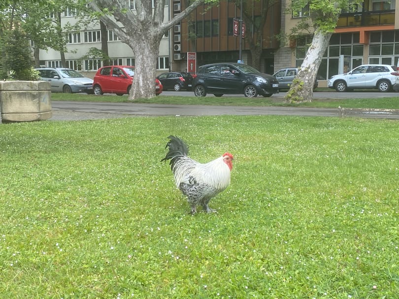 Elpusztult Sanyi, a bántalmazott békéscsabai közkakas