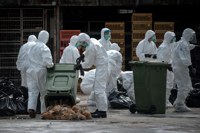 Madárinfluenza: újabb fájdalmas pusztításba kezdtek, most Abádszalókon