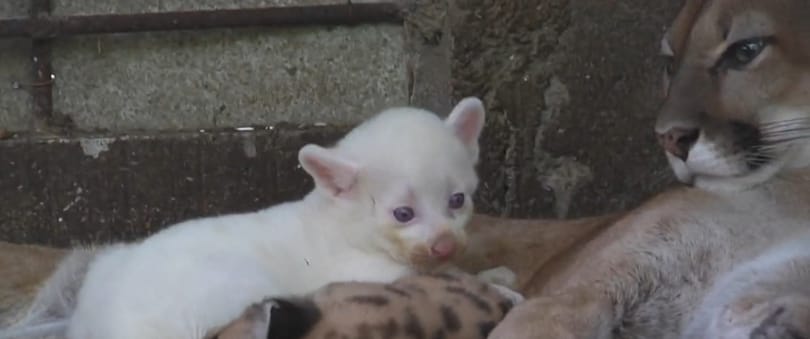 Albínó pumakölyök született egy nicaraguai állatkertben – videó