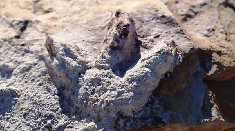 100 millió éves dinoszaurusz-lábnyomokat talált egy vendég egy kínai étterem udvarán