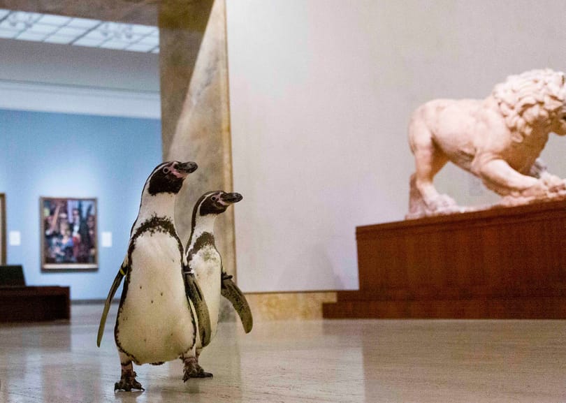Múzeumlátogatásra vittek pingvineket, hogy ne unatkozzanak