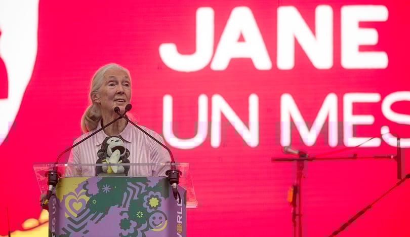 Jane Goodall őshonos fákat ültetett a Sas-hegyen