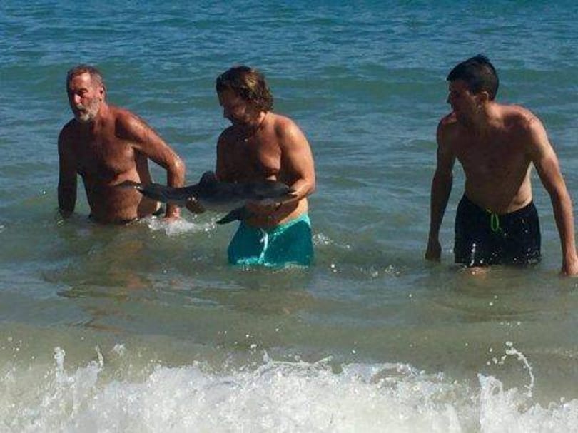 Turisták simogattak halálra egy delfinbébit
