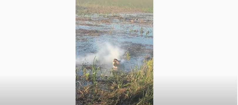 Egy aligátor bekapott egy drónt, mire az kigyulladt a szájában – videó