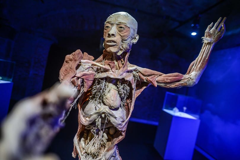 Hullagyalázás miatt feljelentették a BODY Kiállítást – a szervezők válaszoltak