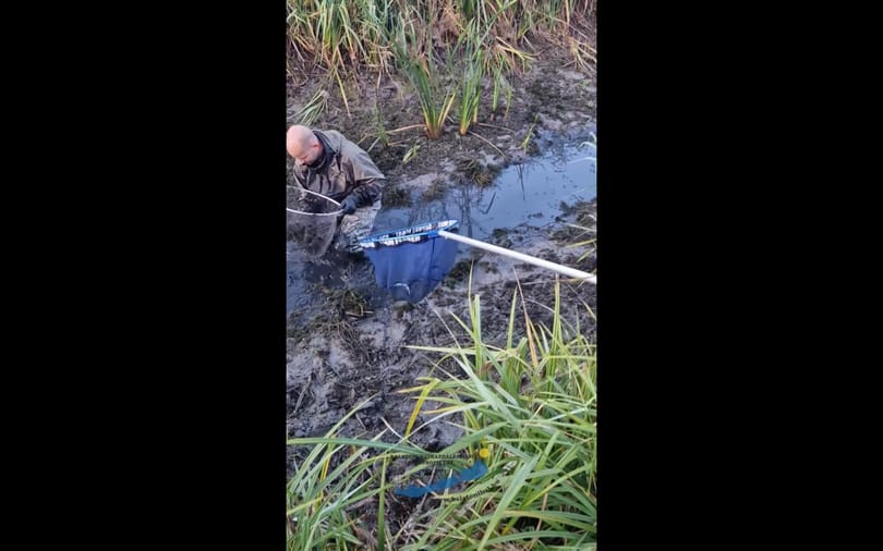Vergődő halakat mentettek a halőrök a Balatonnál