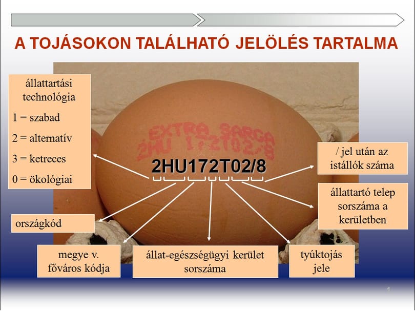 A tojás megmondja – kódfejtés