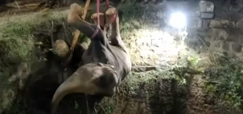 Daruval, fél nap alatt mentettek ki egy kútba esett elefántot