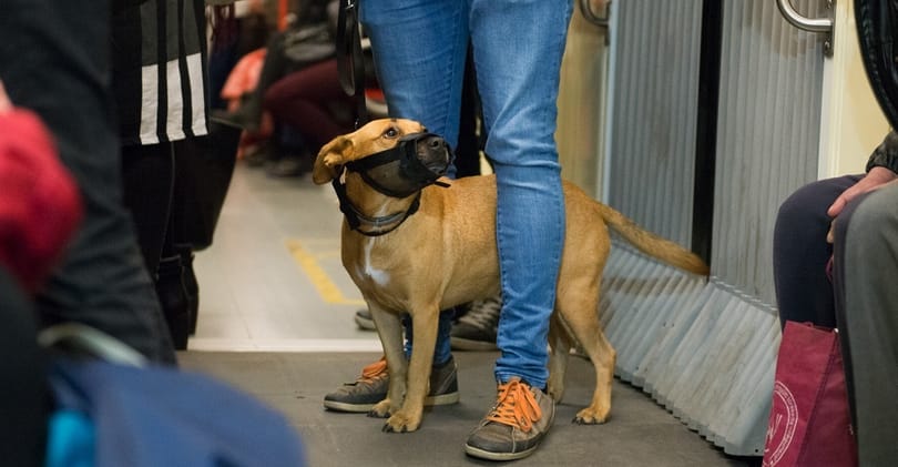 Ingyenes lesz a kutya- és kerékpárszállítás a bérleteseknek a BKK járatain