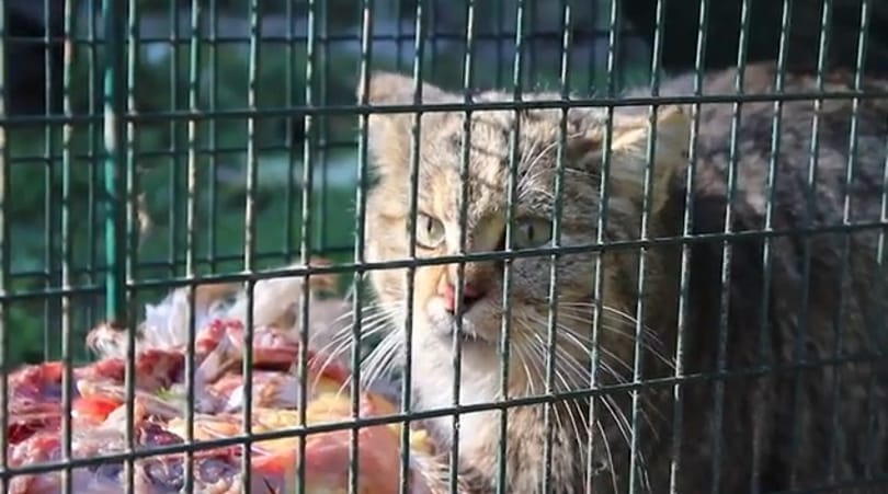Ritka vadállatra bukkantak Budán – fotó, videó
