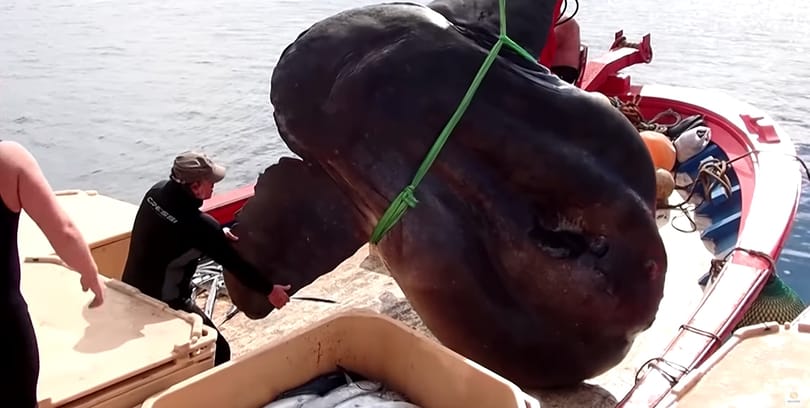 Két embert is kitesz, akkora holdhalat fogtak Afrikában – videó