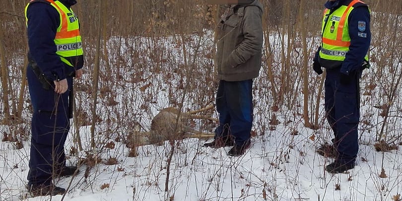 Hurokkal megfogott és agyonvert egy őzet