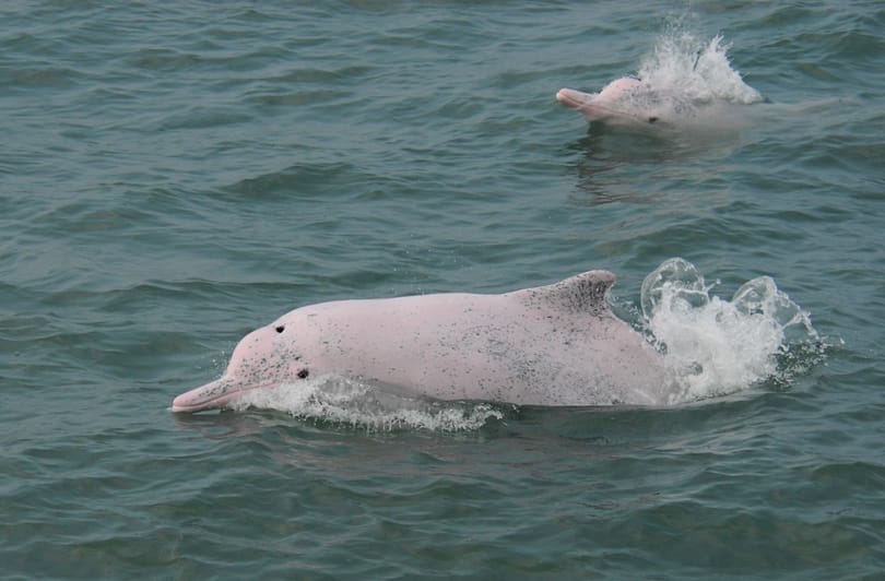Leállt a kompközlekedés, visszatérnek a delfinek a Hongkong körüli vizekbe
