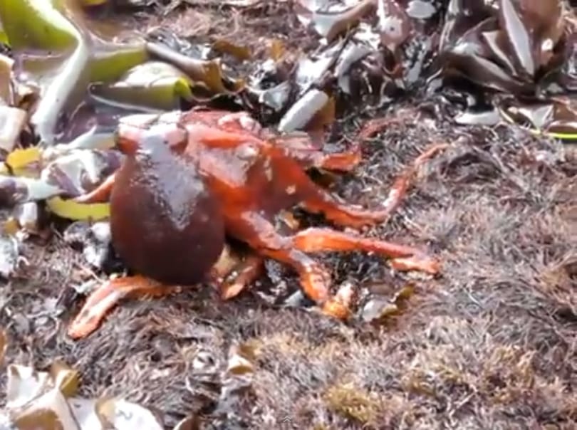 Mi történik akkor, ha egy vállalkozó kedvű polip partra mászik? (videó)