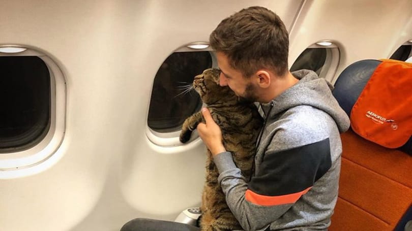 Egy orosz macskatulajdonos túljárt az Aeroflot eszén