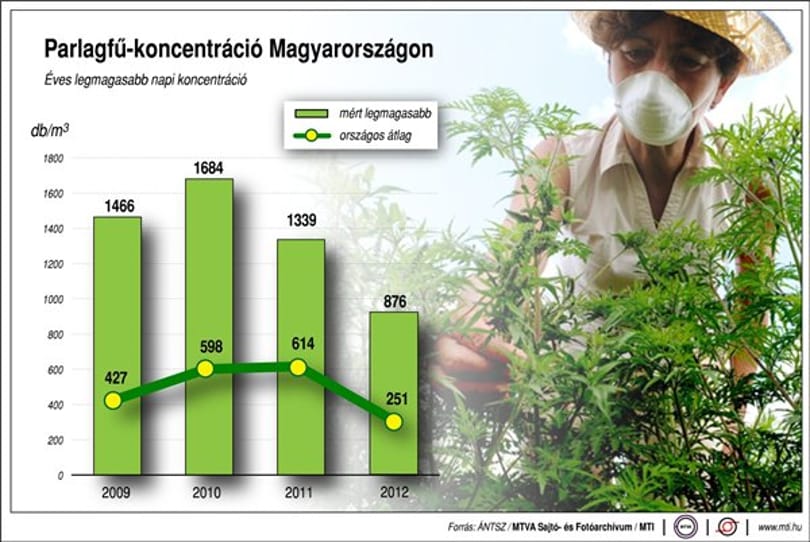 Indul a parlagfűszezon, jönnek az allergiás tünetek
