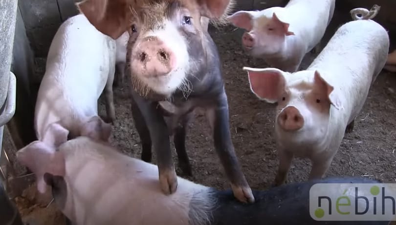 Patkányokat, penészt és koszt találtak a Nébih-ellenőrök egy Békés megyei kistermelőnél