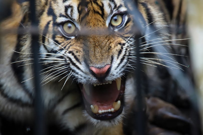 Megölt egy állatkerti dolgozót egy tigris Jeruzsálemben