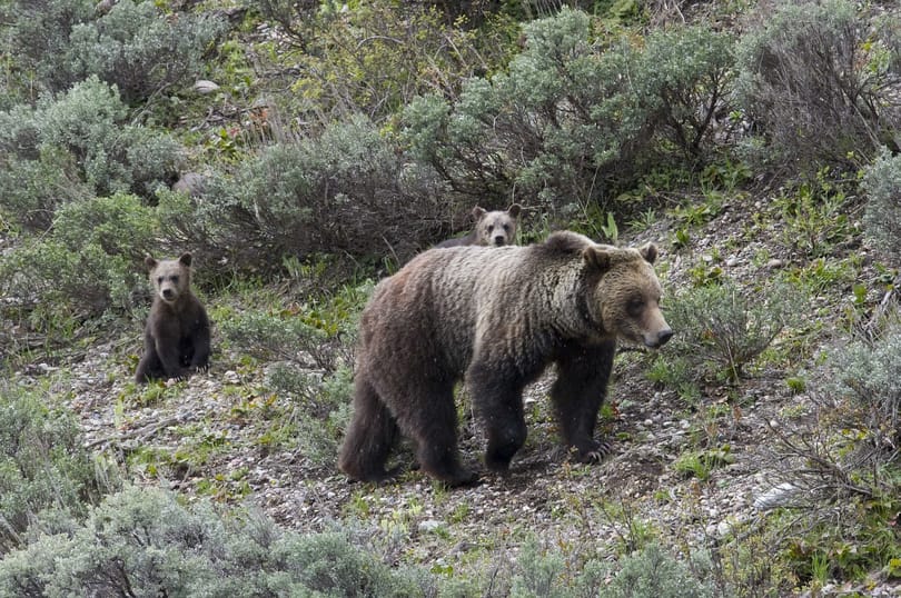 Grizzly medve ölhetett meg egy anyát és gyermekét Kanadában