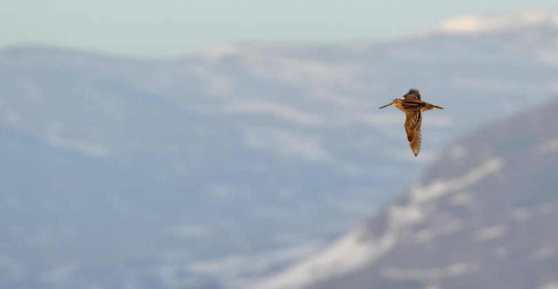 Nyomkövetőt tettek madarakra a tudósok, meglepődtek, milyen magasan repültek