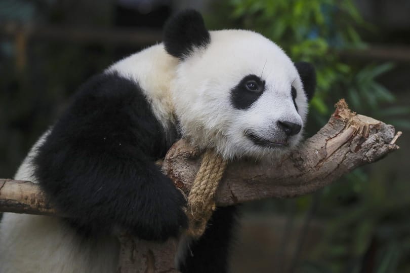 Ön megnézi a maláj pandabocsot, mi eláruljunk a nevét