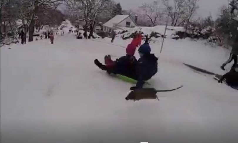 Egy váratlanul rájuk ugró patkány rémített halálra néhány szánkózót – videó