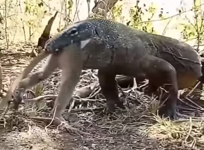 A hét horrorvideóján egy komodói varánusz egészben nyel le egy kifejlett majmot
