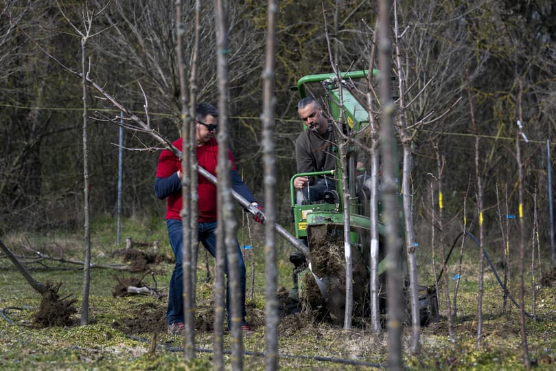 Újabb frontot nyithat Brüsszellel a kormány a nemzeti faiskolák miatt