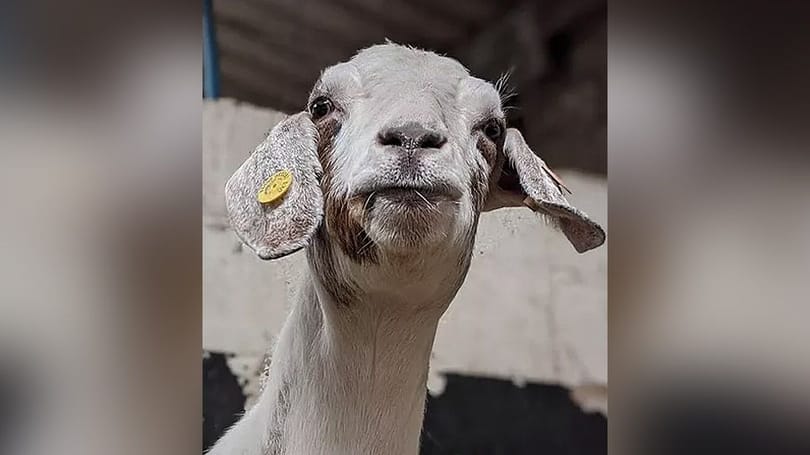 Kecskék leptek el egy walesi kivárost