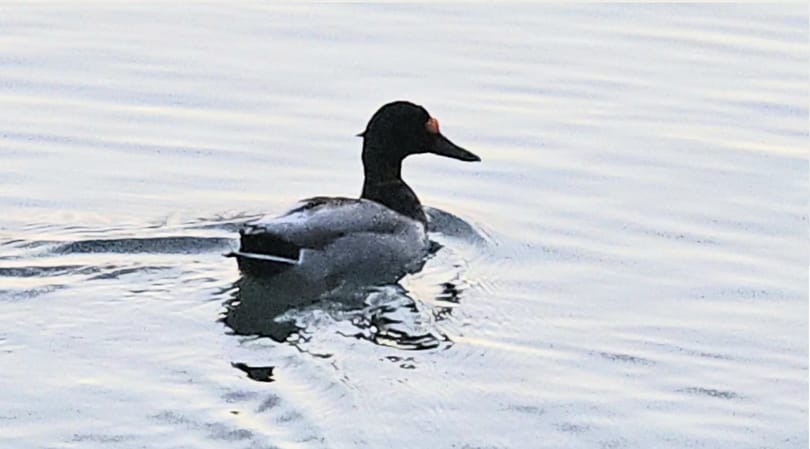 Nyíllal átlőtt fejű kacsa úszkált a Balatonban
