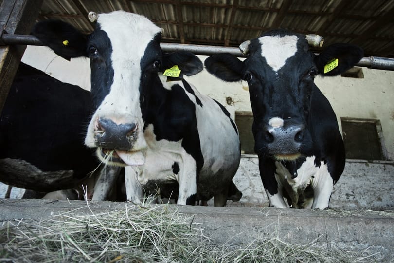 A Gici Tej tartozik a gazdáknak, az agrártárca ingyenhitelt kínál átmeneti megoldásként