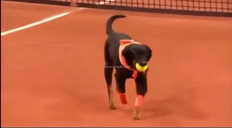 Kutyák rohangáltak a teniszbajnokság idején a pályán, de mindenki imádta – videó